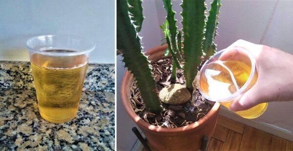 Cómo preparar un fertilizante liquido para plantas