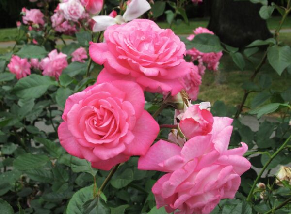 Cómo prolongar la floración de las rosas en maceta.