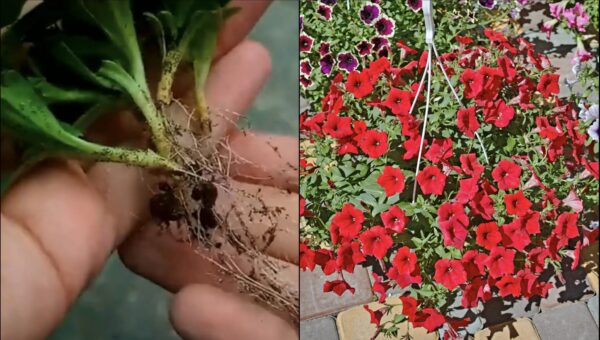 Cómo propagar petunia con esquejes