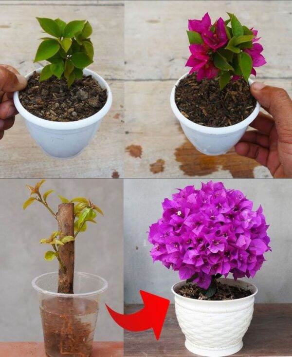 Cómo propagar ramas de buganvillas en el balcón o jardín: el método infalible.