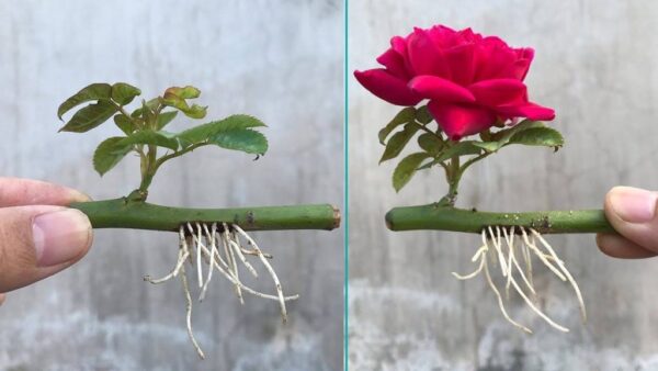 Cómo propagar rosas con un vaso de agua: florecerán en unos días