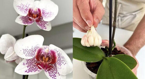 Cómo proteger las orquídeas de enfermedades con ajo