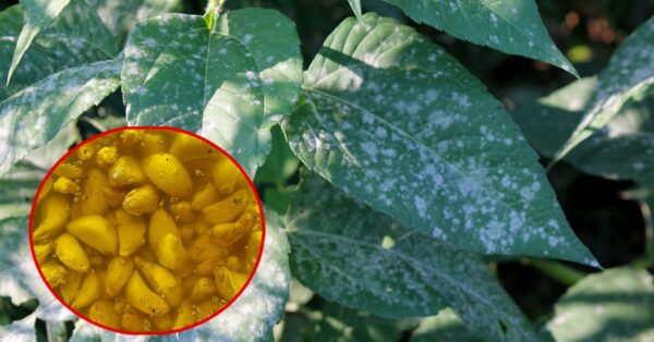 Cómo proteger las plantas de hongos e insectos: el método natural.