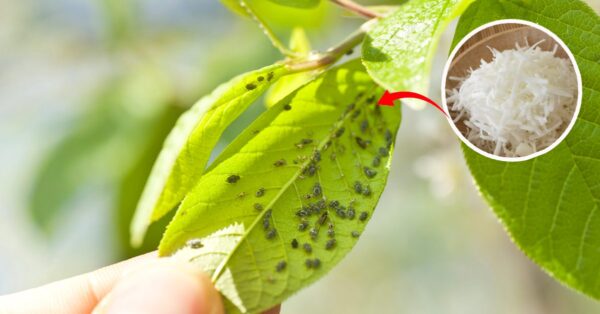Cómo proteger las plantas de los insectos: el método natural.