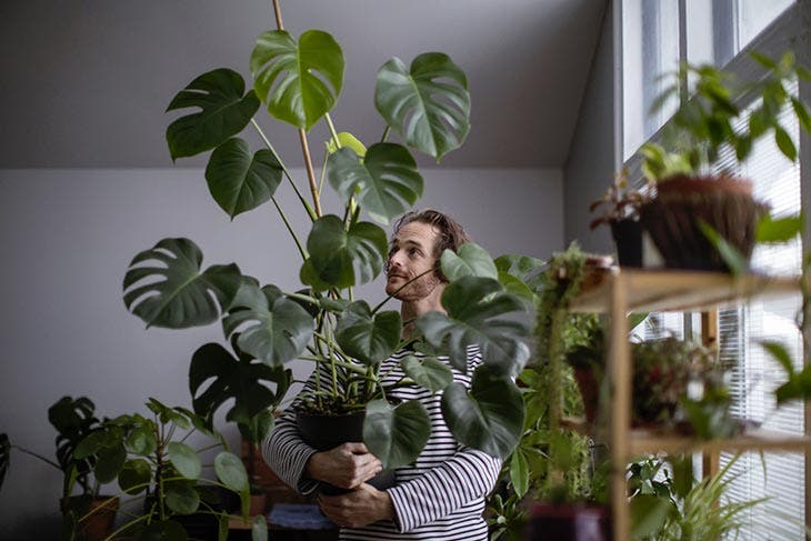 Comment protéger les plantes en hiver ? Un jardinier expérimenté à révélé ces 4 astuces 3 Plantas dentro de una habitación