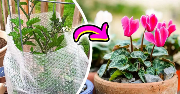 ¿Cómo proteger las plantas en invierno? Un jardinero experimentado reveló estos 4 consejos