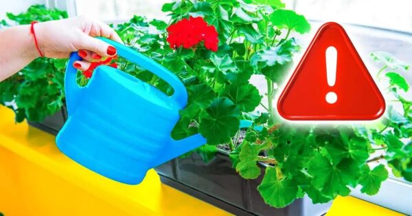 ¿Cómo proteger los geranios en octubre para que vuelvan a florecer en primavera?