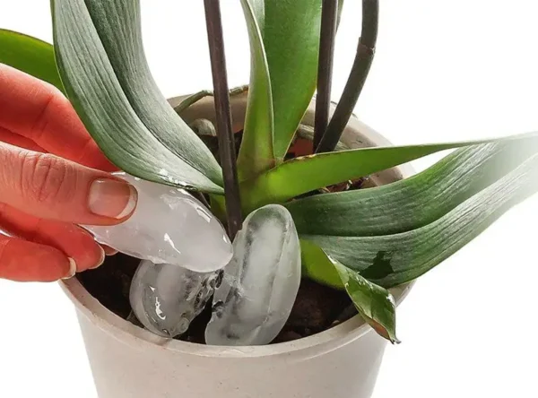 ¿Cómo regar las orquídeas cuando hace calor?