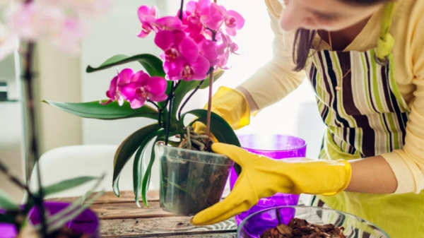 Cómo regar orquídeas: el truco de la leche es brillante