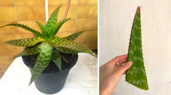 Cómo reproducir Aloe Vera (sábila) a partir de una hoja