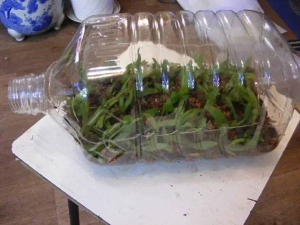 Cómo reproducir tu orquídea con una botella