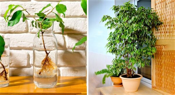 Cómo reproducir un ficus a partir de una hoja