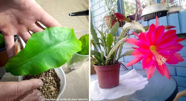 Cómo reproducir una ORQUÍDEA cactus con una sola hoja