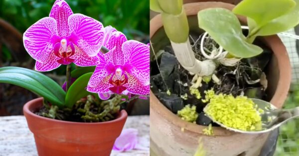 Cómo reutilizar la cáscara de cítricos para proteger las plantas