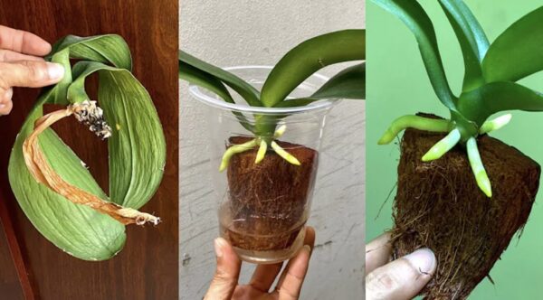 Cómo revivir una orquídea moribunda con un método simple y efectivo