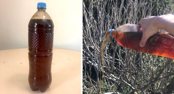 ¿Cómo revivir una planta muerta?: Mezcla casera revitalizante