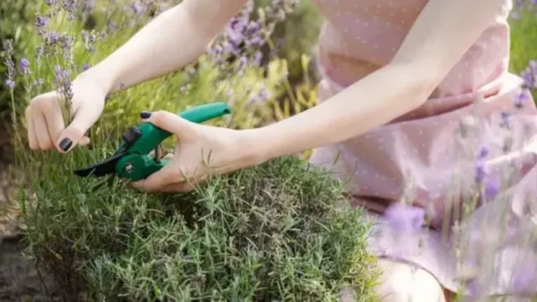 ¿Cómo se corta la lavanda?