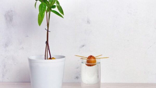 ¿Cómo se cultiva un aguacate a partir de un hueso?