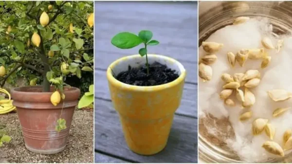 ¿Cómo se cultiva un limonero a partir de semillas?