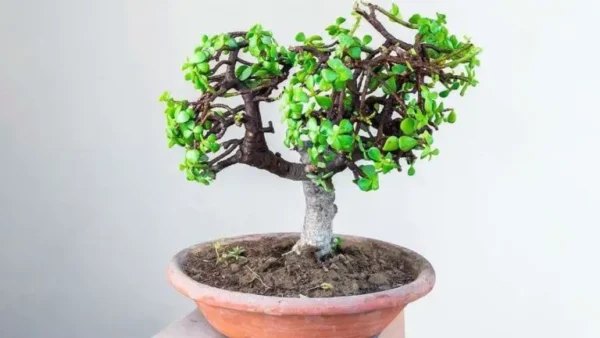 ¿Cómo se planta y se cuida el árbol de jade? Instrucciones paso a paso