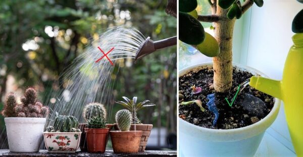 ¿Cómo se riegan las plantas suculentas correctamente? Te enseñamos…