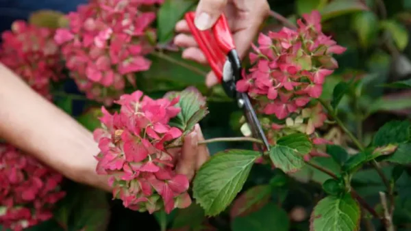 ¿Cómo se secan las flores de hortensias? 4 consejos para conservar flores