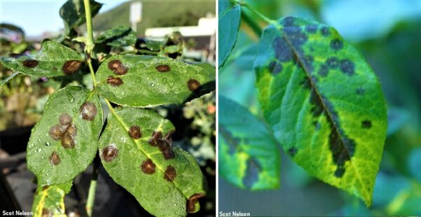 Cómo solucionar las manchas negras en las hojas de las plantas