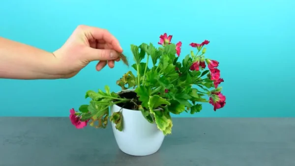 ¡Cómo tener siempre hermosas plantas con abono casero!
