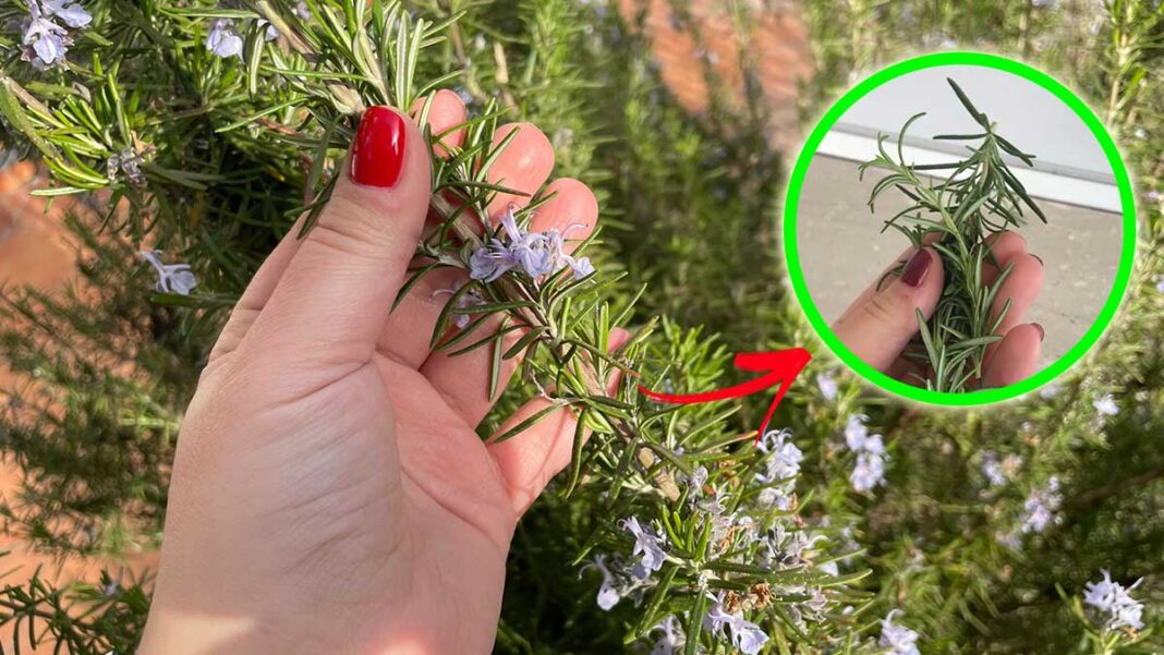 como-multiplicar-una-rama-de-romero como-multiplicar-una-rama-de-romero