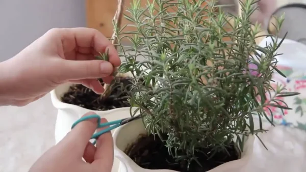 Cómo tener una hermosa planta de Romero con una sola ramita