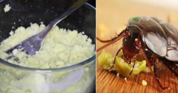 Cómo usar azúcar en polvo para matar cucarachas