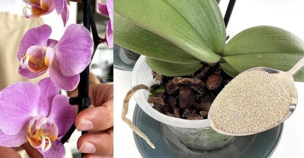 Cómo usar el aserrín de madera: 6 remedios naturales para tu jardín