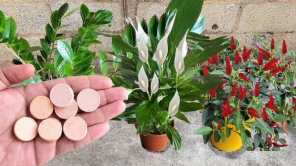 Cómo usar la aspirina caducada para tus plantas: todos los beneficios