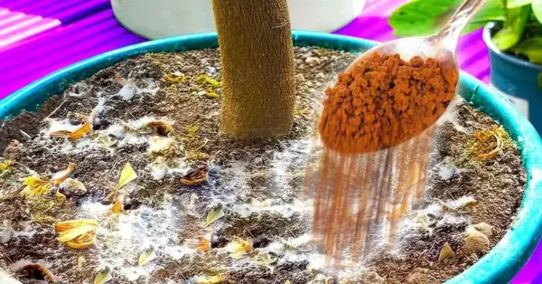 ¿Cómo usar la canela para proteger las plantas de interior de los insectos y el moho?