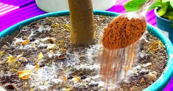 ¿Cómo usar la canela para proteger las plantas de interior de los insectos y el moho?