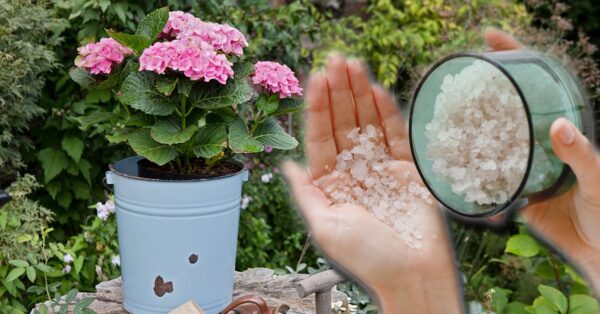 Cómo usar la sal de Epsom para las plantas