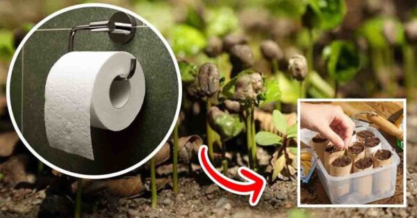¿Cómo usar rollos de papel higiénico para plántulas?