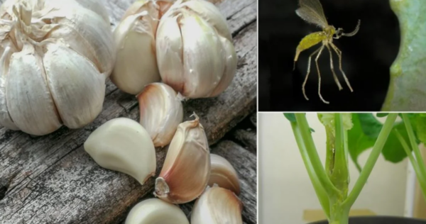 Cómo utilizar el ajo contra las plagas en tu jardín. Método Natural y Efectivo