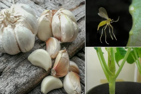 Cómo utilizar el ajo contra las plagas en tu jardín. Método Natural y Efectivo