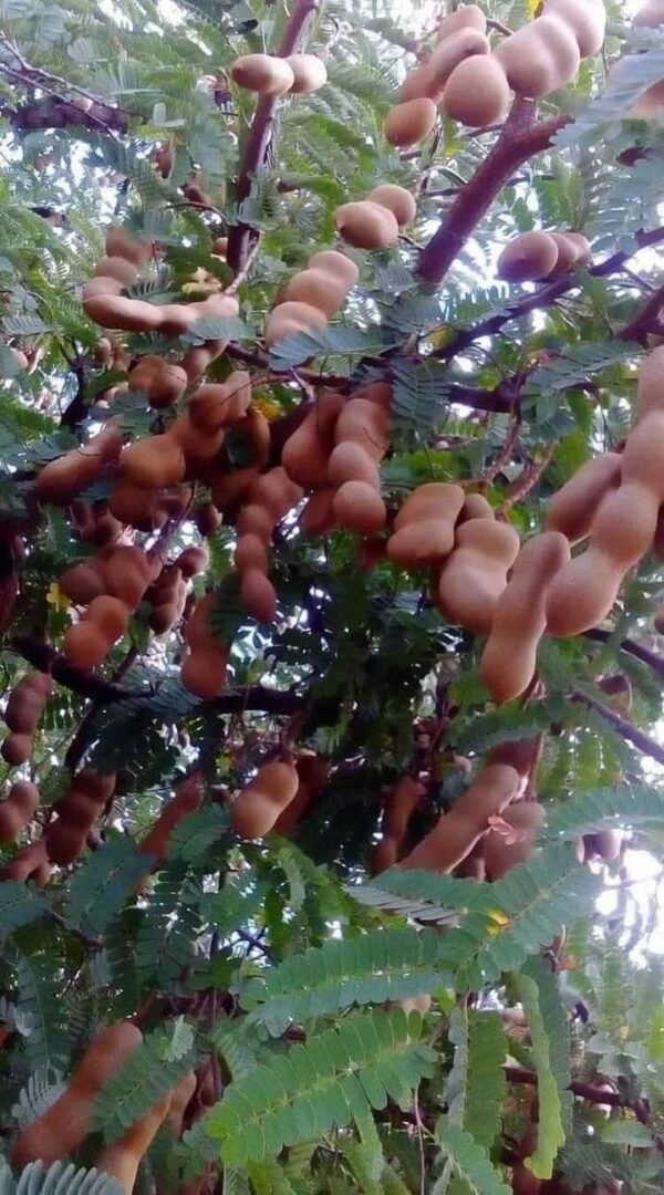 Cómo utilizar el tamarindo para tratar el hígado graso