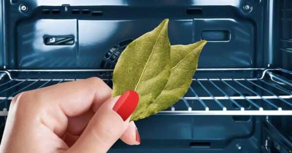 ¿Cómo utilizar las hojas de laurel para perfumar la casa?