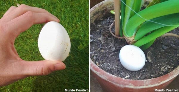Cómo utilizar un huevo entero para que las plantas crezcan fuertes