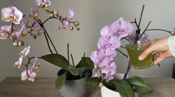 Cómo vigorizar las orquídeas moribundas con cáscara de cebolla