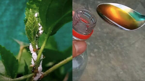 Cochinilla, cómo prevenirla y tratarla rápidamente: te deshaces de ella así