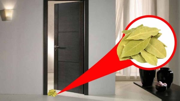 Coloca una hoja de laurel detrás de la puerta y ¡sucederá la magia!