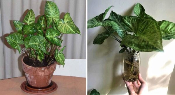 Como cuidar la planta Singonio y reproducirla en casa