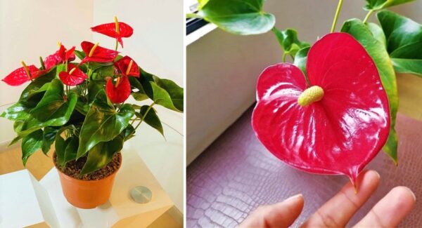 Como cuidar una planta Anturio para que no se seque