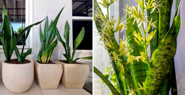Como cuidar una sansevieria para que florezca