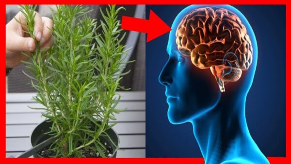 Como cultivar romero abundantemente en casa.