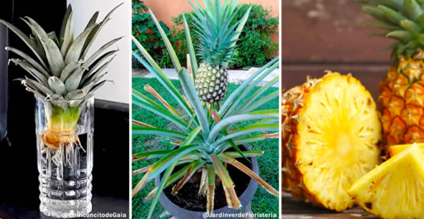Como cultivar una piña en un vaso con agua